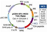 pCDH-EF1-MCS-T2A-Puro载体