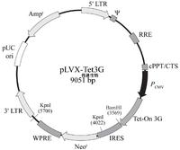 pLVX-Tet 3G载体