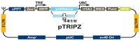 pTRIPZ empty载体