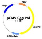 pCMV-Gag-pol载体