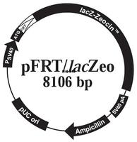 pFRT/lacZeo