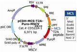 pCDH-MCS-T2A-Puro-MSCV
