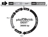 pAd/  CMV/V5-DEST