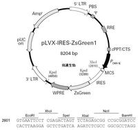 pLVX-IRES-ZsGreen1载体