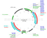 pmCherry-N1载体图谱,序列,价格,抗性,大小详细信息