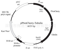 pPAmCherry-Tubulin载体图谱,序列,价格,抗性,大小详细信息