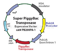 Super PiggyBac Transposase (PB200PA-1)载体