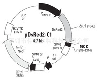 pDsRed2-C1载体图谱,序列,价格,抗性,大小详细信息