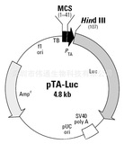 pTA-Luc载体图谱,序列,价格,抗性,大小详细信息