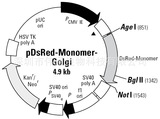 pDsRed-Monomer-Golgi图谱,序列,价格,抗性,大小详细信息