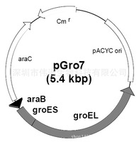 pGro7载体图谱 序列 价格 抗性 大小详细信息