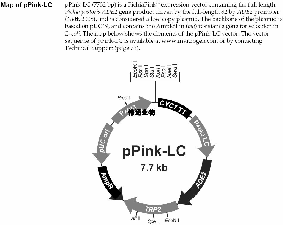 pPink LC载体